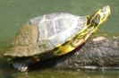 Yellow Slider Georgia